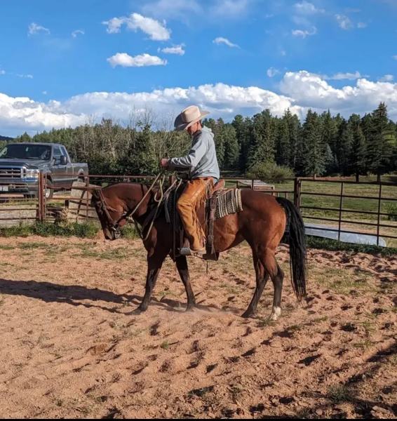 horse training in woodland park co