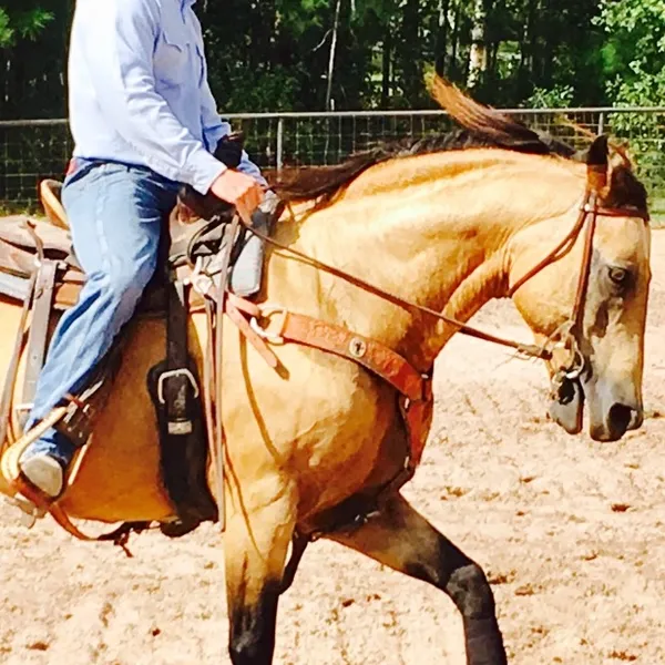horse riding lessons in woodland park co