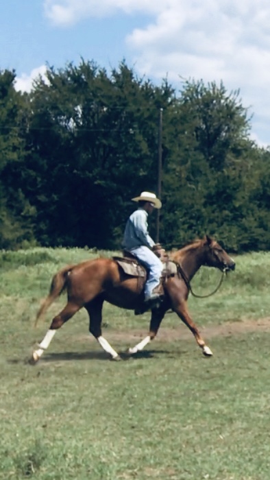 horse training in teller county co