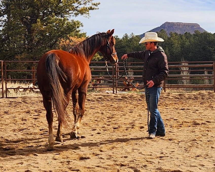 rhett winter training a horse