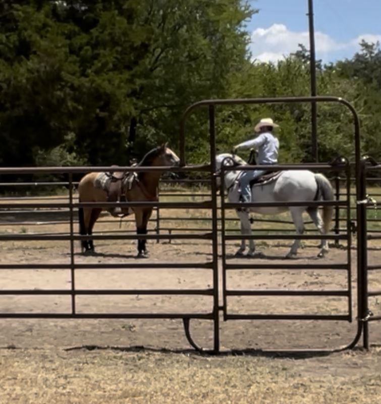 rhett training a horse