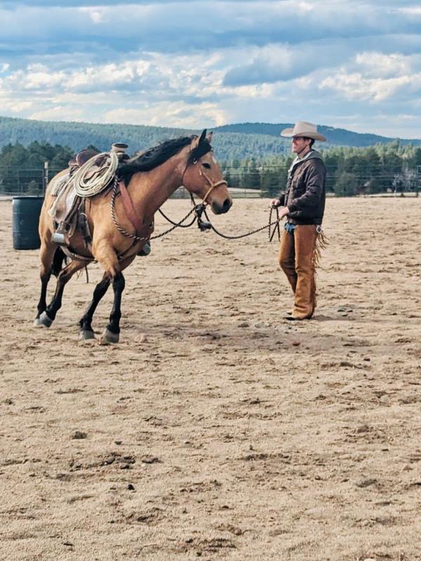 training a horse in teller county co